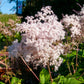 100 SIBERIAN MEADOWSWEET Filipendula Palmata Meadow Sweet Pink White Flower Seeds