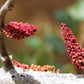 20 CAROB TREE Saint John's Bread Ceratonia Siliqua Evergreen Edible Fruit Pods Legume Flowering Ornamental Tree Seeds