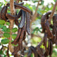 20 CAROB TREE Saint John's Bread Ceratonia Siliqua Evergreen Edible Fruit Pods Legume Flowering Ornamental Tree Seeds