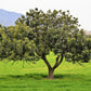 20 CAROB TREE Saint John's Bread Ceratonia Siliqua Evergreen Edible Fruit Pods Legume Flowering Ornamental Tree Seeds