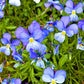 25 CORSICAN VIOLET Viola Corsica Blue Purple with Yellow Eye Shade or Sun Flower Seeds