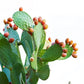 10 Orange PRICKLY PEAR CACTUS Nopal Indian Fig Opuntia Ficus-Indica Fruit Flower Seeds