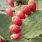 10 Orange PRICKLY PEAR CACTUS Nopal Indian Fig Opuntia Ficus-Indica Fruit Flower Seeds