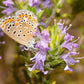 40 CONEHEAD THYME Thymus Capitatus syn. Thymbra Capitata Mediterranean aka Spanish Oregano Persian Hyssop Herb Purple Flower Seeds