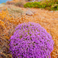 40 CONEHEAD THYME Thymus Capitatus syn. Thymbra Capitata Mediterranean aka Spanish Oregano Persian Hyssop Herb Purple Flower Seeds