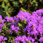 40 CONEHEAD THYME Thymus Capitatus syn. Thymbra Capitata Mediterranean aka Spanish Oregano Persian Hyssop Herb Purple Flower Seeds
