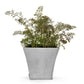 100 Organic BRONZE FENNEL Foeniculum Vulgare Purpureum Herb Bronze Foliage Yellow Flower Seeds