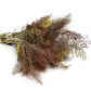 100 Organic BRONZE FENNEL Foeniculum Vulgare Purpureum Herb Bronze Foliage Yellow Flower Seeds