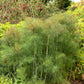 100 Organic BRONZE FENNEL Foeniculum Vulgare Purpureum Herb Bronze Foliage Yellow Flower Seeds