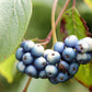 20 SILKY DOGWOOD Shrub Cornus Amomum syn. Coerulea Swida aka Kinnikinnik & Red Willow White Flower Silver Blue Berry Seeds