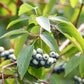 20 SILKY DOGWOOD Shrub Cornus Amomum syn. Coerulea Swida aka Kinnikinnik & Red Willow White Flower Silver Blue Berry Seeds