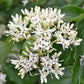 20 SILKY DOGWOOD Shrub Cornus Amomum syn. Coerulea Swida aka Kinnikinnik & Red Willow White Flower Silver Blue Berry Seeds