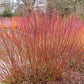 20 SILKY DOGWOOD Shrub Cornus Amomum syn. Coerulea Swida aka Kinnikinnik & Red Willow White Flower Silver Blue Berry Seeds