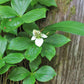 15 WESTERN BUNCHBERRY Alaskan Dogwood Canadian Cornus Unalaschkensis White Sun or Shade Groundcover Flower Edible Red Berry Herb Seeds