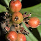 15 WESTERN BUNCHBERRY Alaskan Dogwood Canadian Cornus Unalaschkensis White Sun or Shade Groundcover Flower Edible Red Berry Herb Seeds