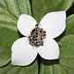 15 WESTERN BUNCHBERRY Alaskan Dogwood Canadian Cornus Unalaschkensis White Sun or Shade Groundcover Flower Edible Red Berry Herb Seeds