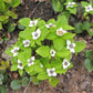 15 WESTERN BUNCHBERRY Alaskan Dogwood Canadian Cornus Unalaschkensis White Sun or Shade Groundcover Flower Edible Red Berry Herb Seeds