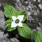 15 WESTERN BUNCHBERRY Alaskan Dogwood Canadian Cornus Unalaschkensis White Sun or Shade Groundcover Flower Edible Red Berry Herb Seeds