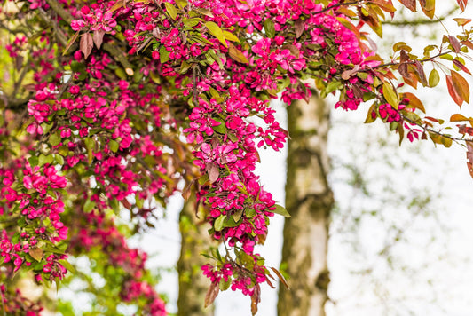 25 RED FLOWERING CURRANT Ribes Sanguineum aka Blood Currant Edible Fruit Blue Black Berries Shrub Seeds