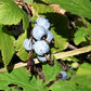 25 RED FLOWERING CURRANT Ribes Sanguineum aka Blood Currant Edible Fruit Blue Black Berries Shrub Seeds