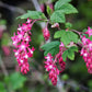 25 RED FLOWERING CURRANT Ribes Sanguineum aka Blood Currant Edible Fruit Blue Black Berries Shrub Seeds