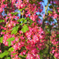 25 RED FLOWERING CURRANT Ribes Sanguineum aka Blood Currant Edible Fruit Blue Black Berries Shrub Seeds