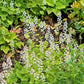 20 FILIGRAN FOAMFLOWER White & Pink Tiarella Polyphylla Laceflower Shade Flower Seeds