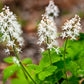 20 FILIGRAN FOAMFLOWER White & Pink Tiarella Polyphylla Laceflower Shade Flower Seeds