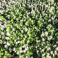 20 FILIGRAN FOAMFLOWER White & Pink Tiarella Polyphylla Laceflower Shade Flower Seeds