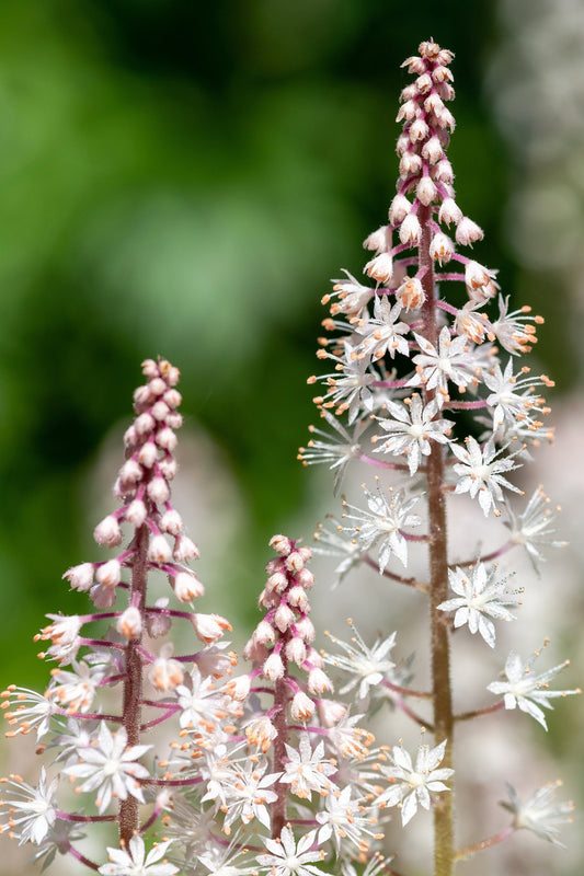 20 FILIGRAN FOAMFLOWER White & Pink Tiarella Polyphylla Laceflower Shade Flower Seeds