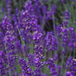 300 ITALIAN LAVENDER Lavandula Angustifolia Lavender Blue Purple Fragrant Flower Herb Seeds