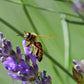 300 ITALIAN LAVENDER Lavandula Angustifolia Lavender Blue Purple Fragrant Flower Herb Seeds