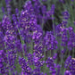 300 ITALIAN LAVENDER Lavandula Angustifolia Lavender Blue Purple Fragrant Flower Herb Seeds
