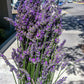 200 MUNSTEAD LAVENDER Blue English Lavandula Angustifolia Munstead Fragrant Purple Flower Herb Seeds