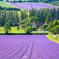 20 DWARF MUNSTEAD LAVENDER Blue English Lavandula Angustifolia Munstead Purple Fragrant Flower Herb Seeds