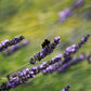 150 Portuguese SPIKE LAVENDER Lavandula Latifolia syn. Spica Broadleaved Fragrant Blue Purple Flower Herb Seeds