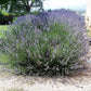 150 Portuguese SPIKE LAVENDER Lavandula Latifolia syn. Spica Broadleaved Fragrant Blue Purple Flower Herb Seeds