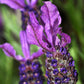 100 FRENCH LAVENDER aka Butterfly Lavender, Spanish, Topped Lavandula Stoechas Fragrant Blue Purple Flower Herb Seeds