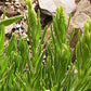 20 YELLOW LAVENDER Lavandula Viridis aka Canary Island, Green, White, Spanish, Portuguese, Madeira, Lemon Fragrant Flower Herb Seeds