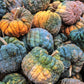 20 BLACK FUTSU SQUASH Multicolored Wrinkly Skin Gold Flesh Japanese Heirloom Pumpkin Ornamental Edible Cucurbita Moschata Vegetable Seeds