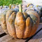 20 BLACK FUTSU SQUASH Multicolored Wrinkly Skin Gold Flesh Japanese Heirloom Pumpkin Ornamental Edible Cucurbita Moschata Vegetable Seeds