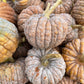 20 BLACK FUTSU SQUASH Multicolored Wrinkly Skin Gold Flesh Japanese Heirloom Pumpkin Ornamental Edible Cucurbita Moschata Vegetable Seeds