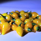 25 YELLOW BIQUINHO PEPPER Brazilian Chupetinho Capsicum Chinense Small Citrusy Sweet Semi Hot Chile Sweety Drop Vegetable Seeds