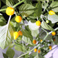 25 YELLOW BIQUINHO PEPPER Brazilian Chupetinho Capsicum Chinense Small Citrusy Sweet Semi Hot Chile Sweety Drop Vegetable Seeds