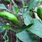 25 GIANT ACONCAGUA PEPPER Up to 12" Long Caspsicum Annuum Green Yellow Orange Red Vegetable Seeds