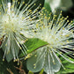 20 TRUE MYRTLE Myrtus Communis aka Common & Sweet Myrtle Fragrant White Flower Edible Blue Berry Fruit Shrub Seeds