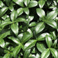 20 TRUE MYRTLE Myrtus Communis aka Common & Sweet Myrtle Fragrant White Flower Edible Blue Berry Fruit Shrub Seeds