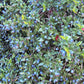 20 TRUE MYRTLE Myrtus Communis aka Common & Sweet Myrtle Fragrant White Flower Edible Blue Berry Fruit Shrub Seeds
