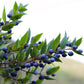 20 TRUE MYRTLE Myrtus Communis aka Common & Sweet Myrtle Fragrant White Flower Edible Blue Berry Fruit Shrub Seeds