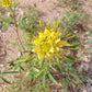 30 YELLOW BEEPLANT Cleome Lutea Golden Bee Plant Spiderflower Native Flower Seeds